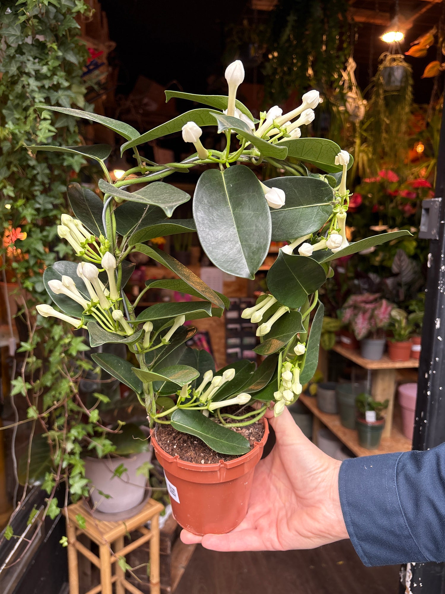 A Stephanotis plant also known as the Madagascar Jasmine in front of Urban Tropicana&