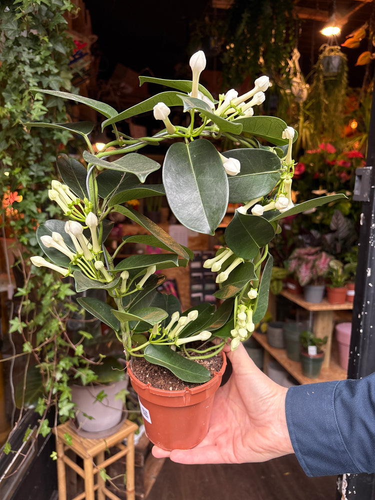 A Stephanotis plant also known as the Madagascar Jasmine in front of Urban Tropicana&