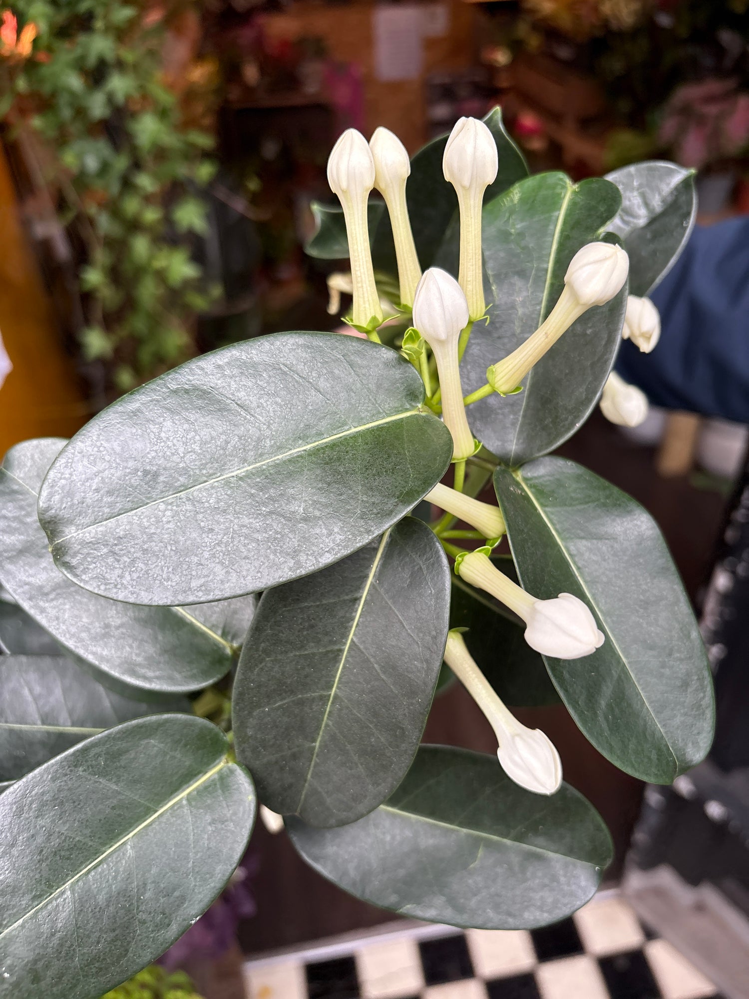A Stephanotis plant also known as the Madagascar Jasmine in front of Urban Tropicana&