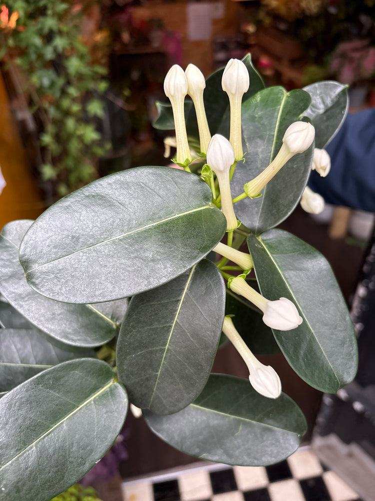 A Stephanotis plant also known as the Madagascar Jasmine in front of Urban Tropicana&