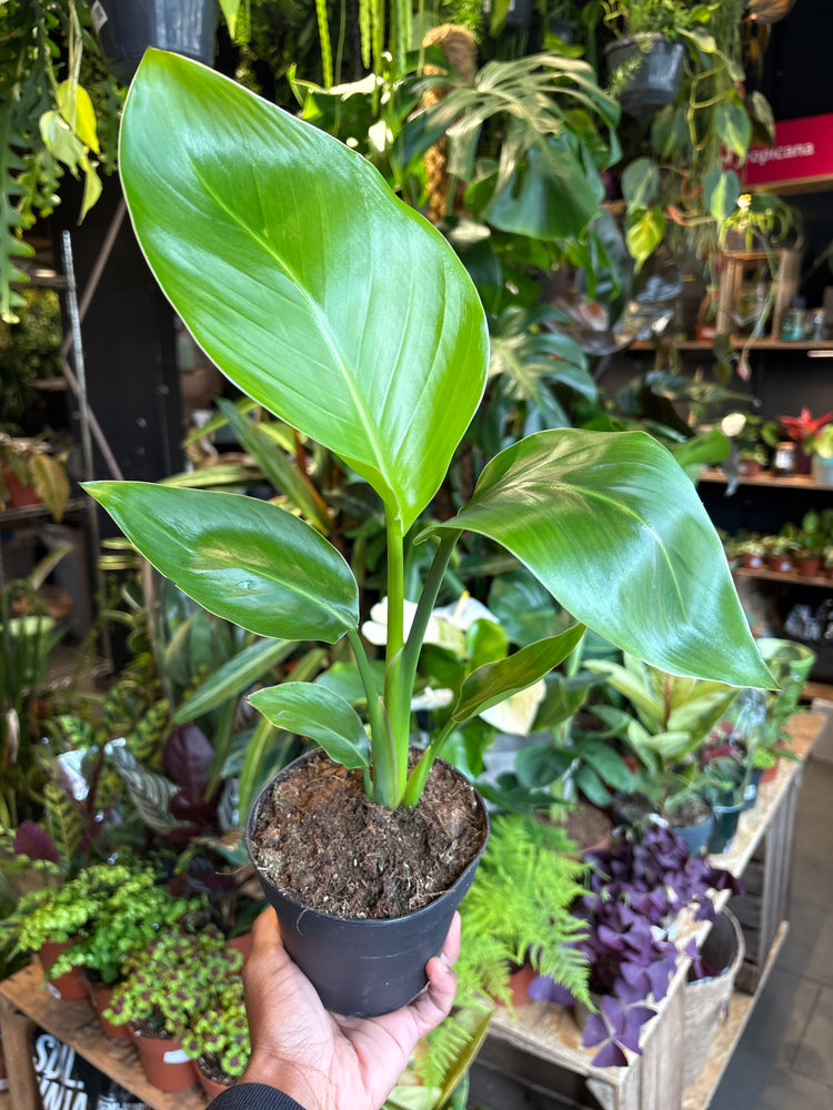 Strelitzia Nicolai or Bird Of Paradise plant in front of Urban Tropicana’s Plant Shop in Chiswick London