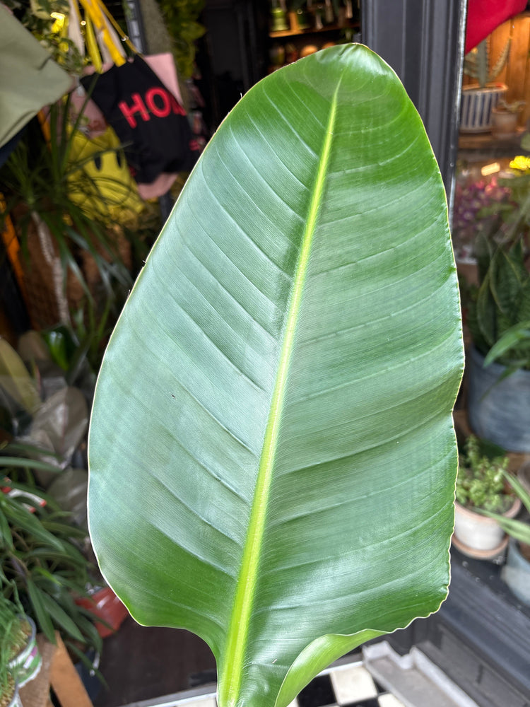 Strelitzia Nicolai, also known as Bird of Paradise, outside Urban Tropicana’s store in Chiswick, London
