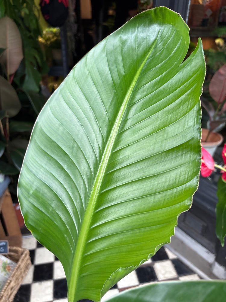 Strelitzia nicolai (Bird of Paradise) houseplant in 27cm pot outside Urban Tropicana plant shop in Chiswick, London