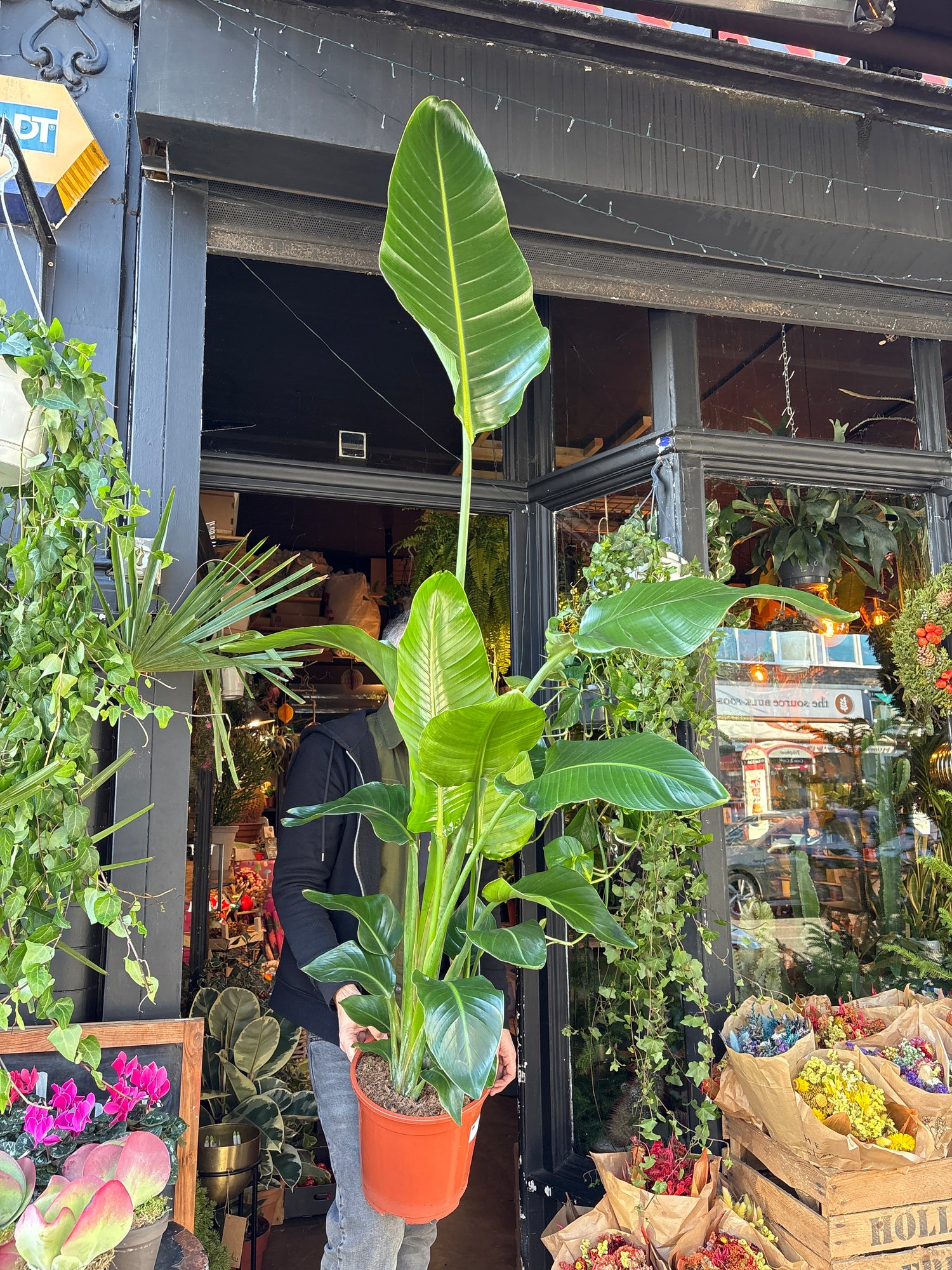 A Strelitzia Nicolai also known as a Bird of Paradise in front of Urban Tropicana’s plant shop in Chiswick London