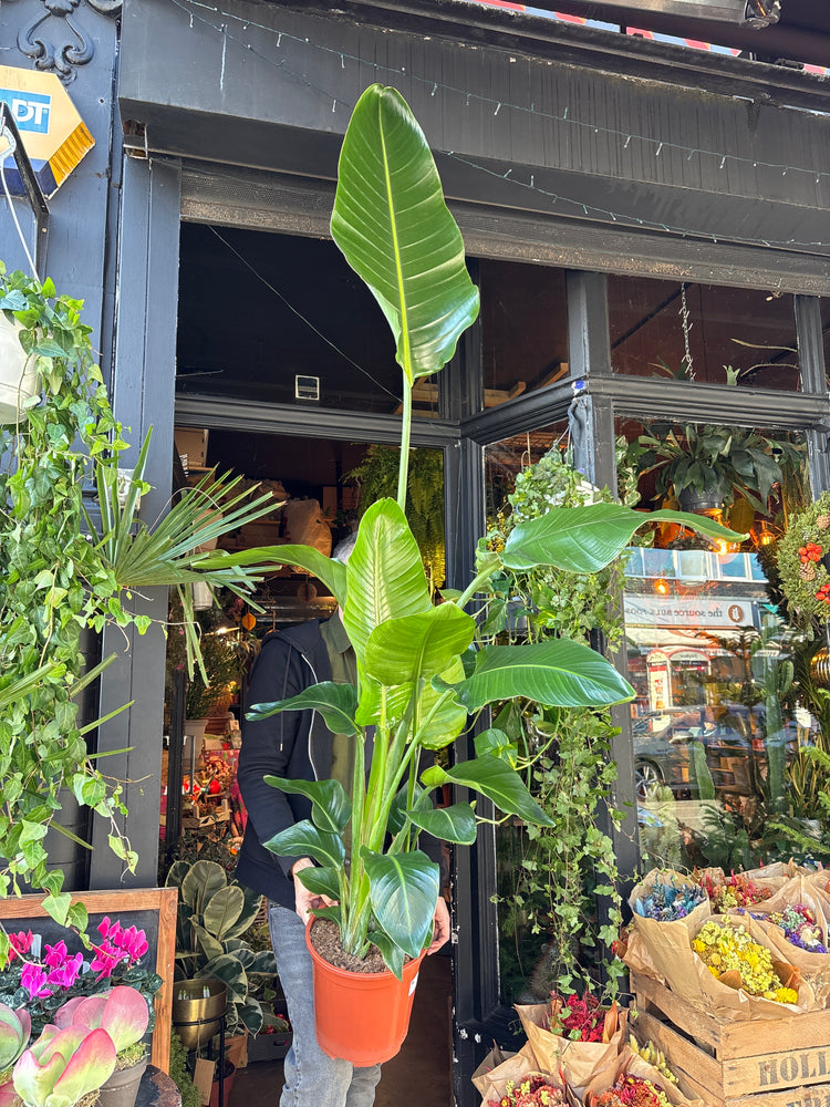 A Strelitzia Nicolai also known as a Bird of Paradise in front of Urban Tropicana’s plant shop in Chiswick London