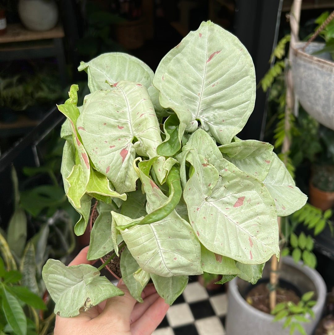 A Syngonium ‘Milk Confetti’ plant also known as a Arrowhead Vine in front of Urban Tropicana&