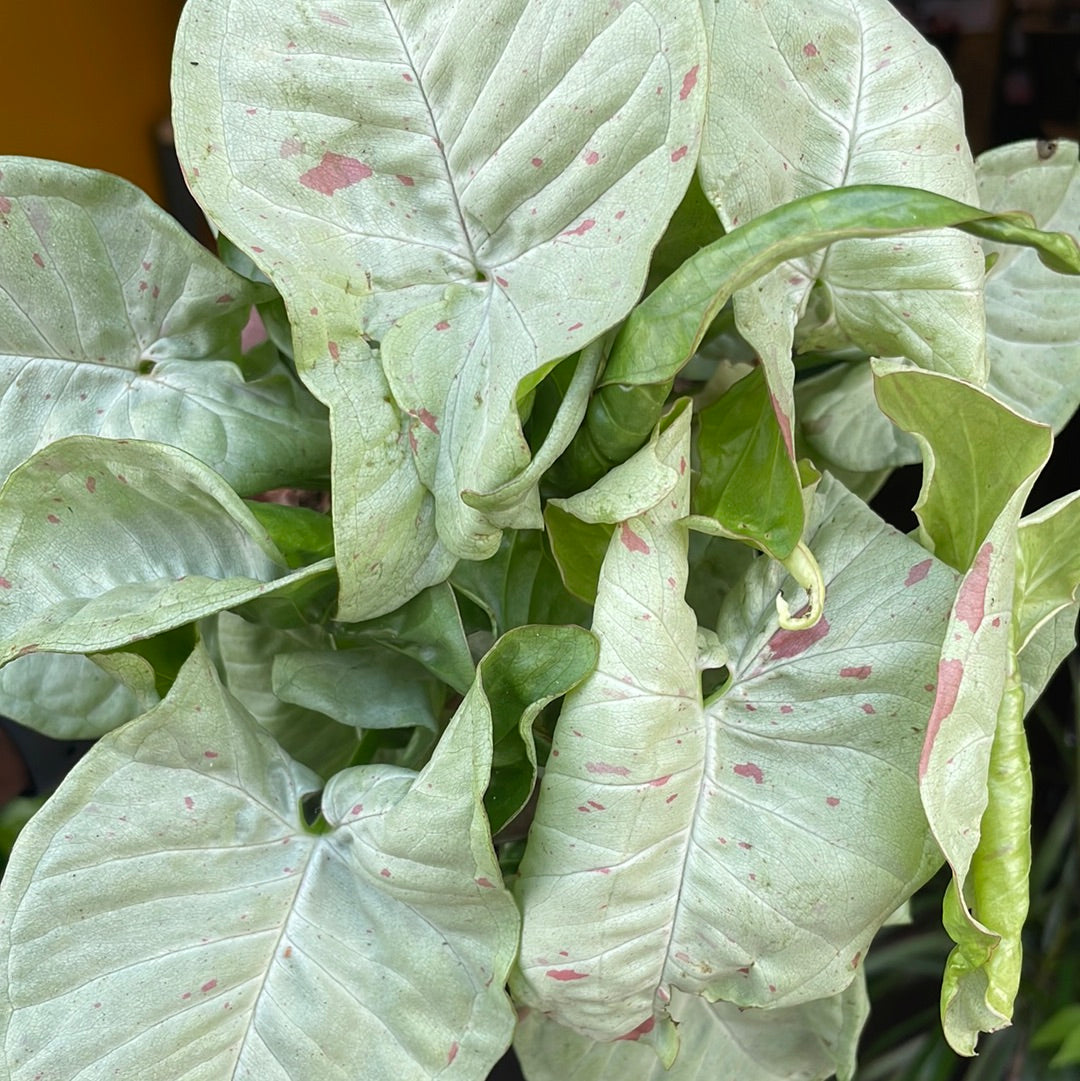 A Syngonium ‘Milk Confetti’ plant also known as a Arrowhead Vine in front of Urban Tropicana&