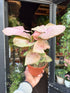 A Syngonium Neon plant in front of Urban Tropicana’s Plant Shop in Chiswick London