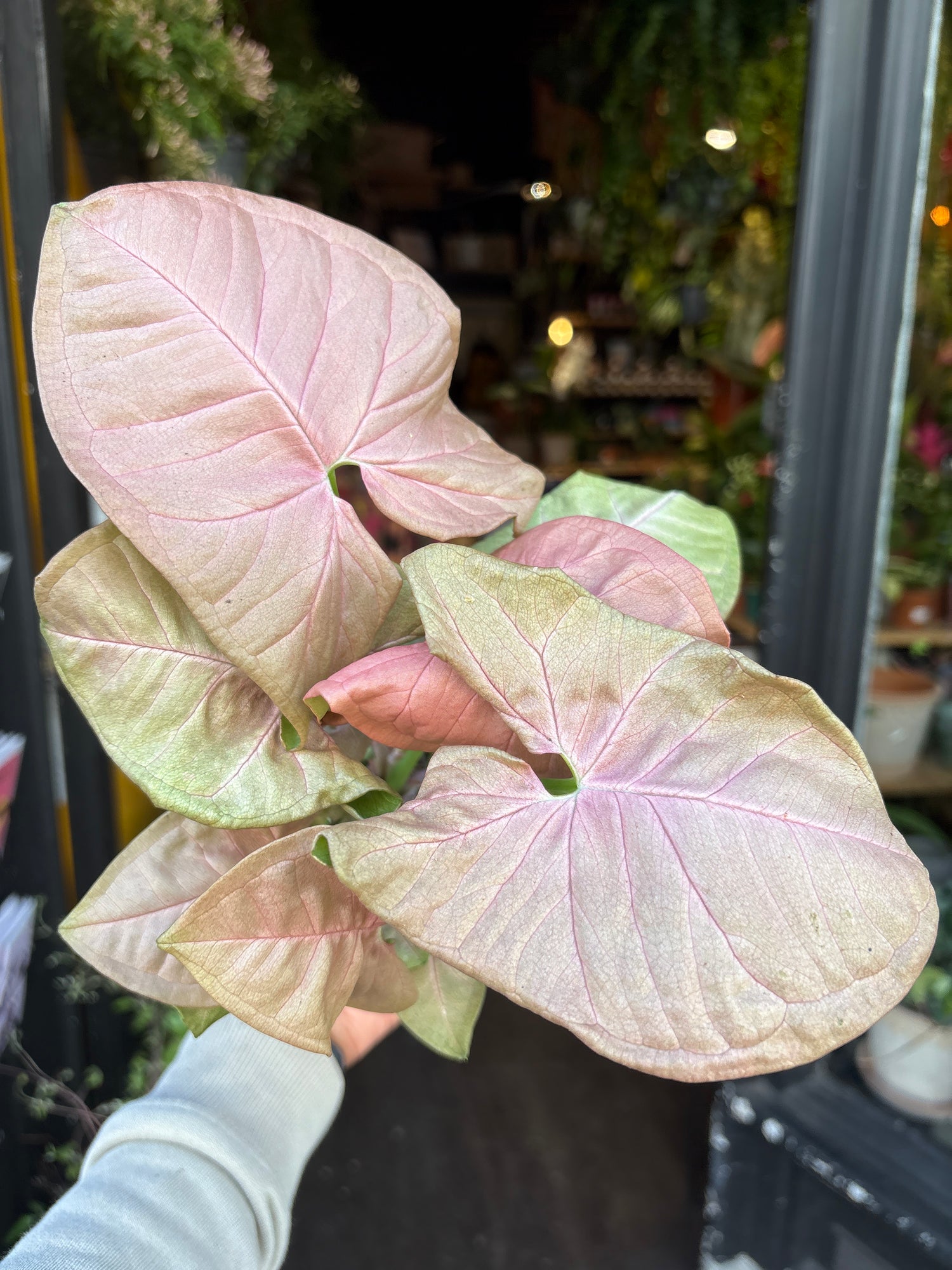 A Syngonium Neon plant in front of Urban Tropicana’s Plant Shop in Chiswick London