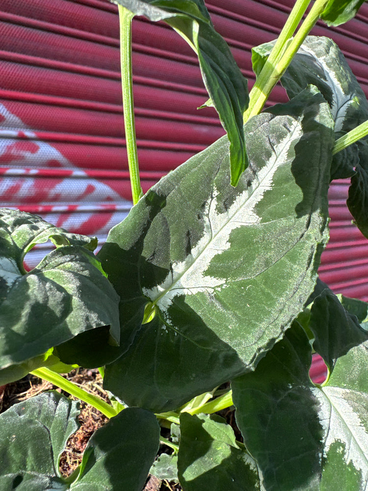 A Syngonium Wendlandii plant in front of Urban Tropicana&