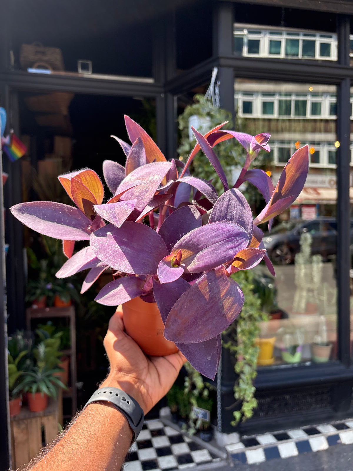 Tradescantia Unicorn Lilac Prairie in front of Urban Tropicana’s Plant Shop in Chiswick London