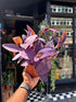 Tradescantia Unicorn Lilac Prairie in front of Urban Tropicana’s Plant Shop in Chiswick London