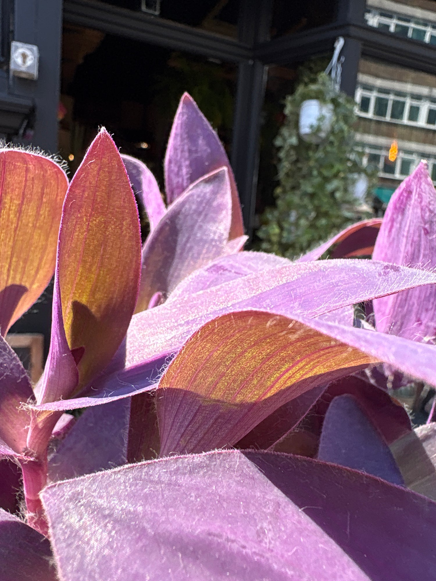 Close up of Tradescantia Unicorn Lilac Prairie in front of Urban Tropicana’s Plant Shop in Chiswick London