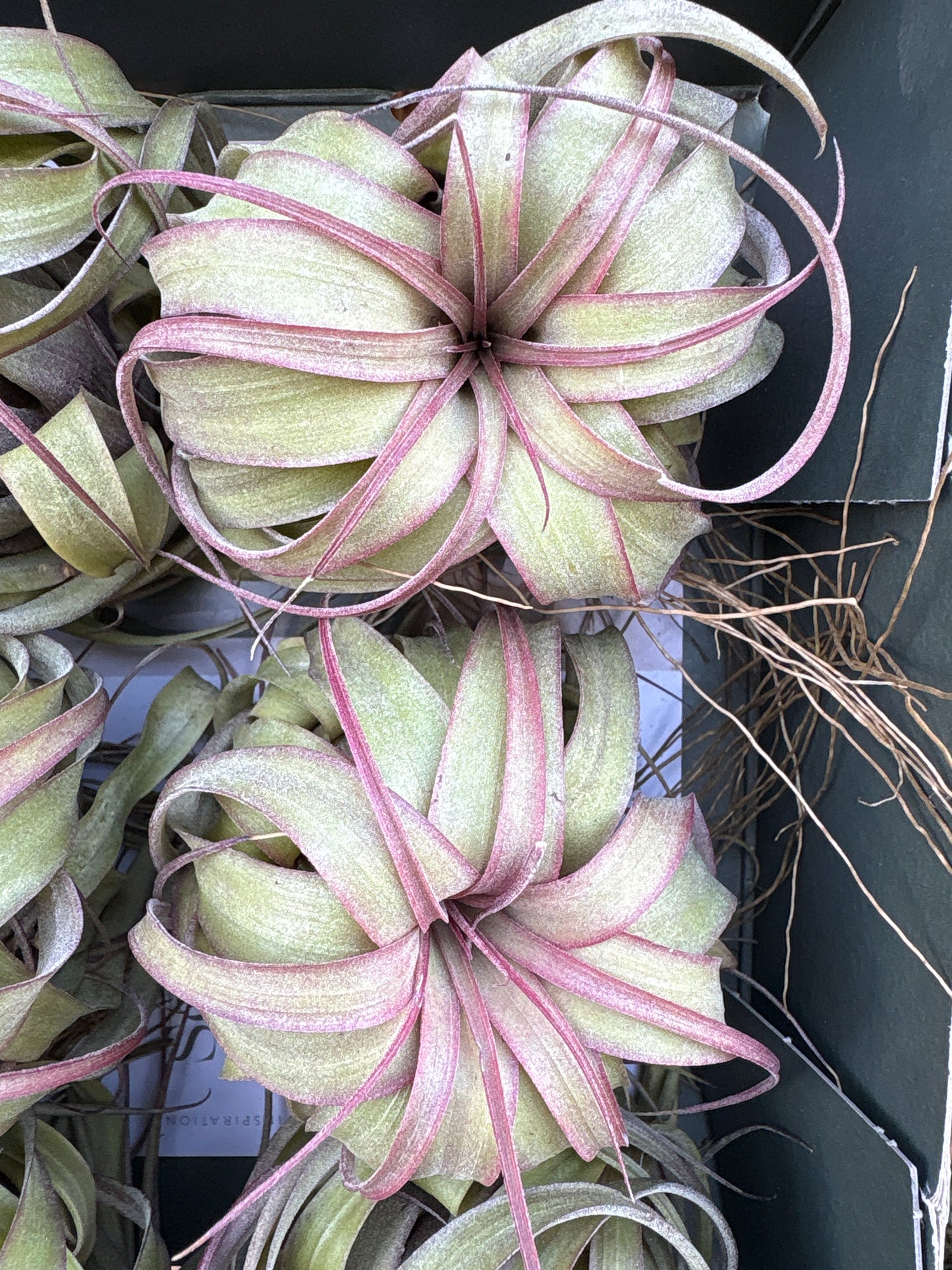 A Tillandsia ‘Eric Knoblock’ air plant in front of Urban Tropicana’s Plant Shop in Chiswick London