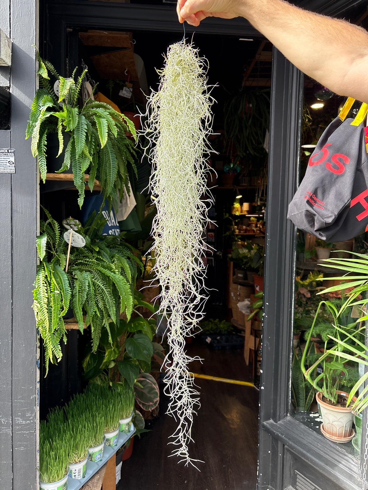 Tillandsia usneoides (Spanish Moss) air plant outside Urban Tropicana plant shop in Chiswick, London
