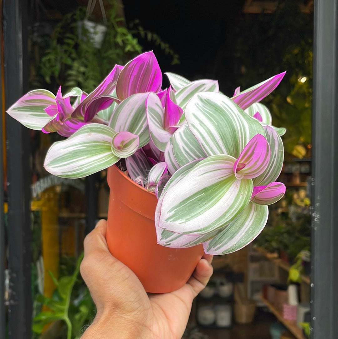 A Tradescantia Nanouk plant also known as a Wandering Jew in front of Urban Tropicana&