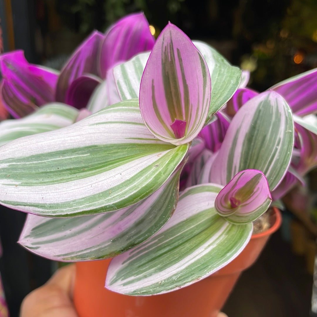A Tradescantia Nanouk plant also known as a Wandering Jew in front of Urban Tropicana&