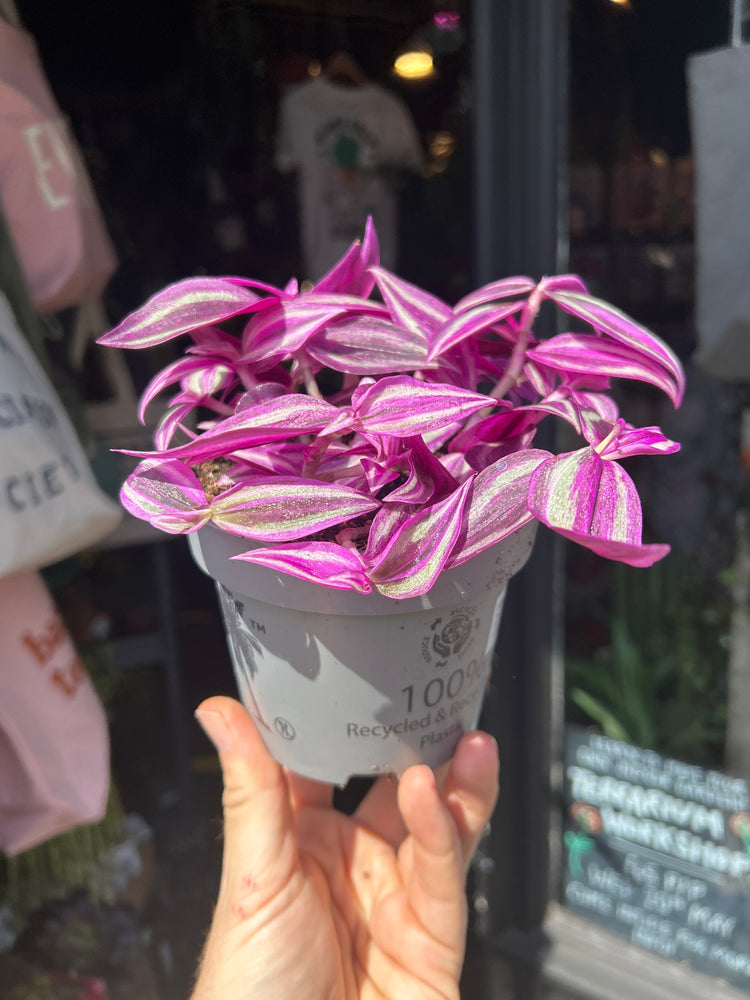 Tradescantia ‘Pink Paradise’ houseplant outside Urban Tropicana plant shop in Chiswick, London