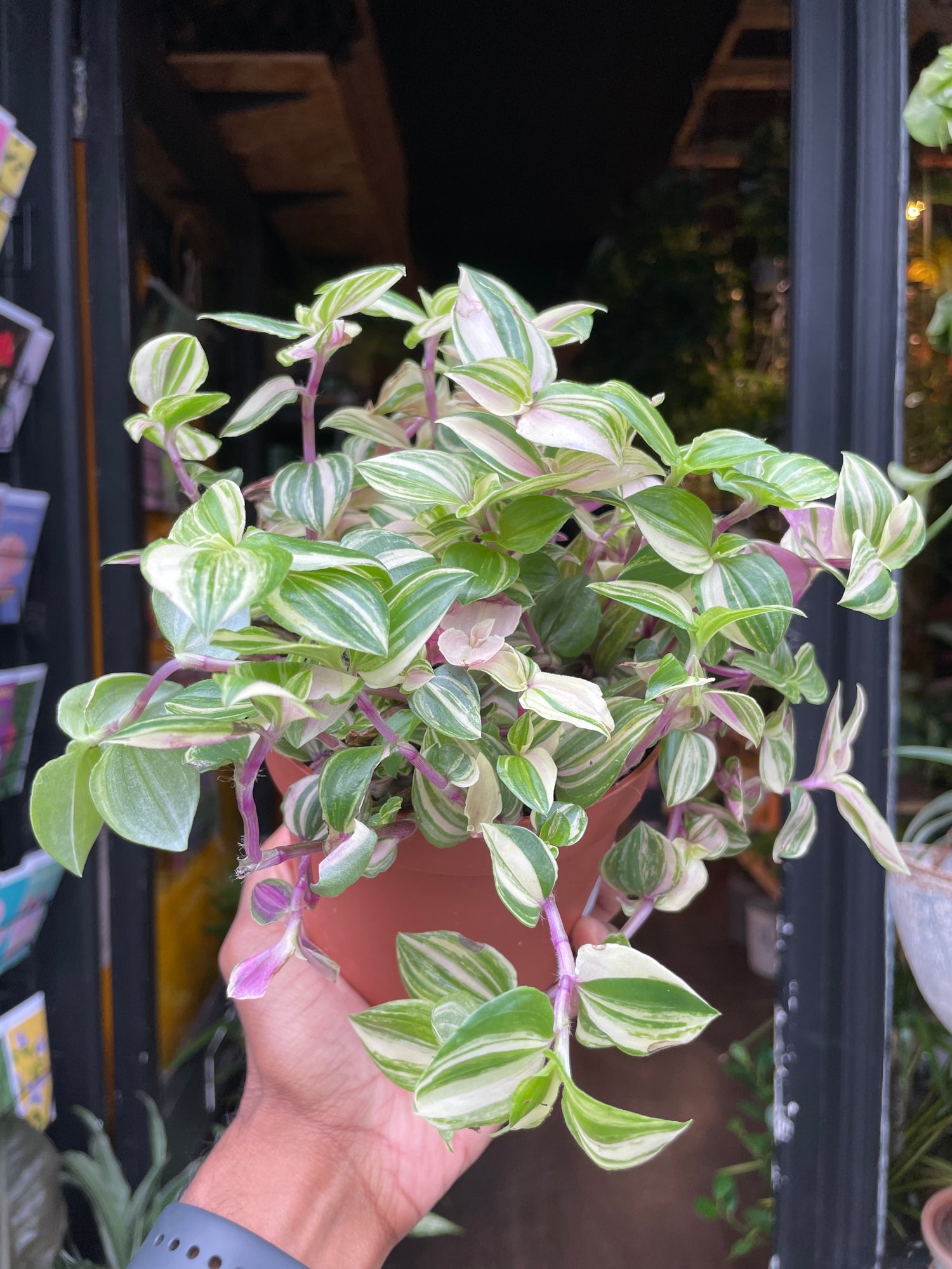 Tradescantia Quadricolor also known as a wandering Jew plant in front of Urban Tropicana’s plant shop in Chiswick London
