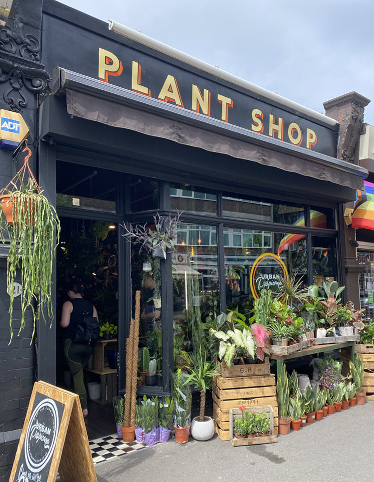 Urban Tropicana Plant Shop London, Chiswick