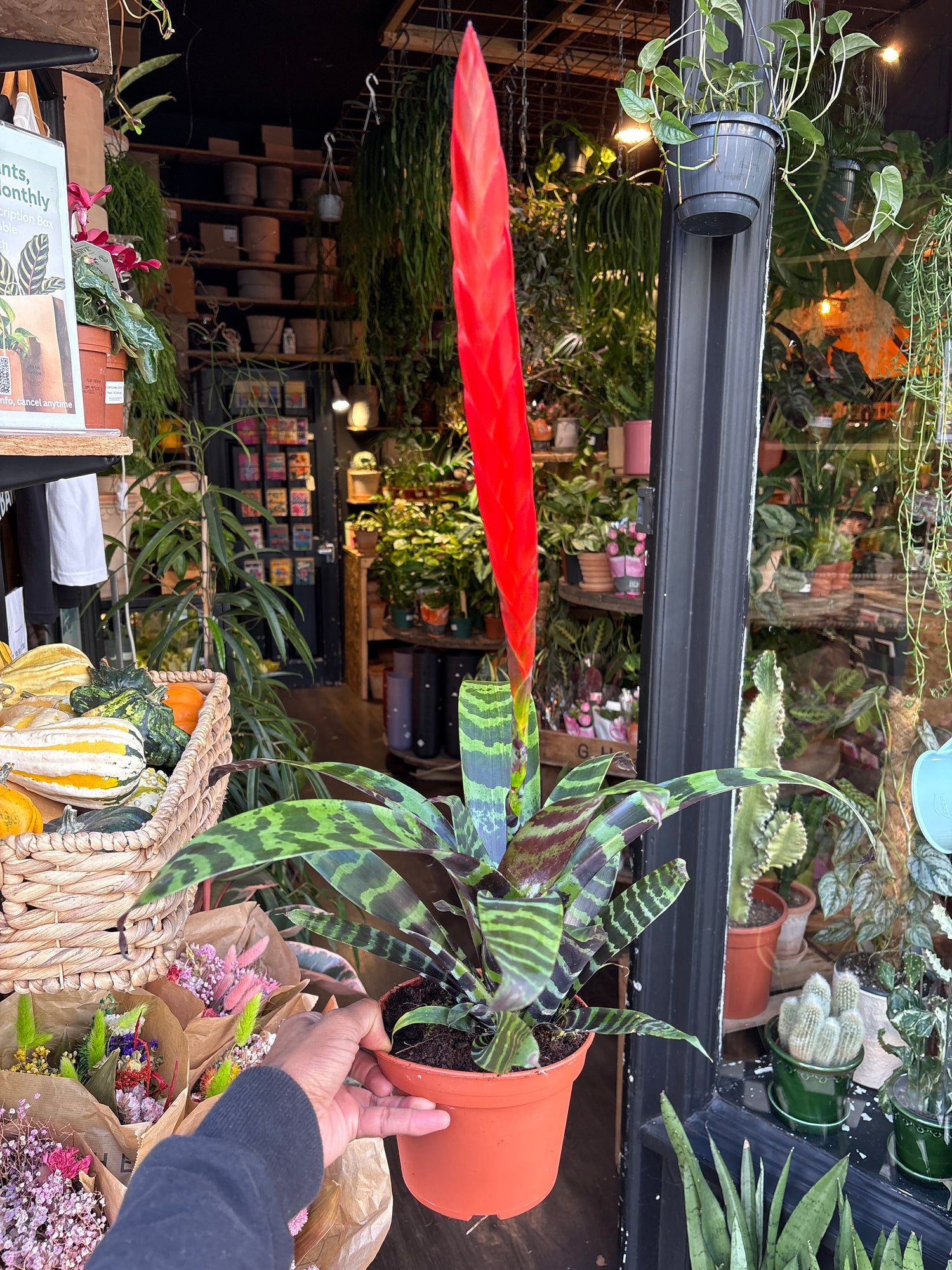 A Vriesea ‘Era’ plant in front of Urban Tropicana’s Plant Shop in Chiswick London