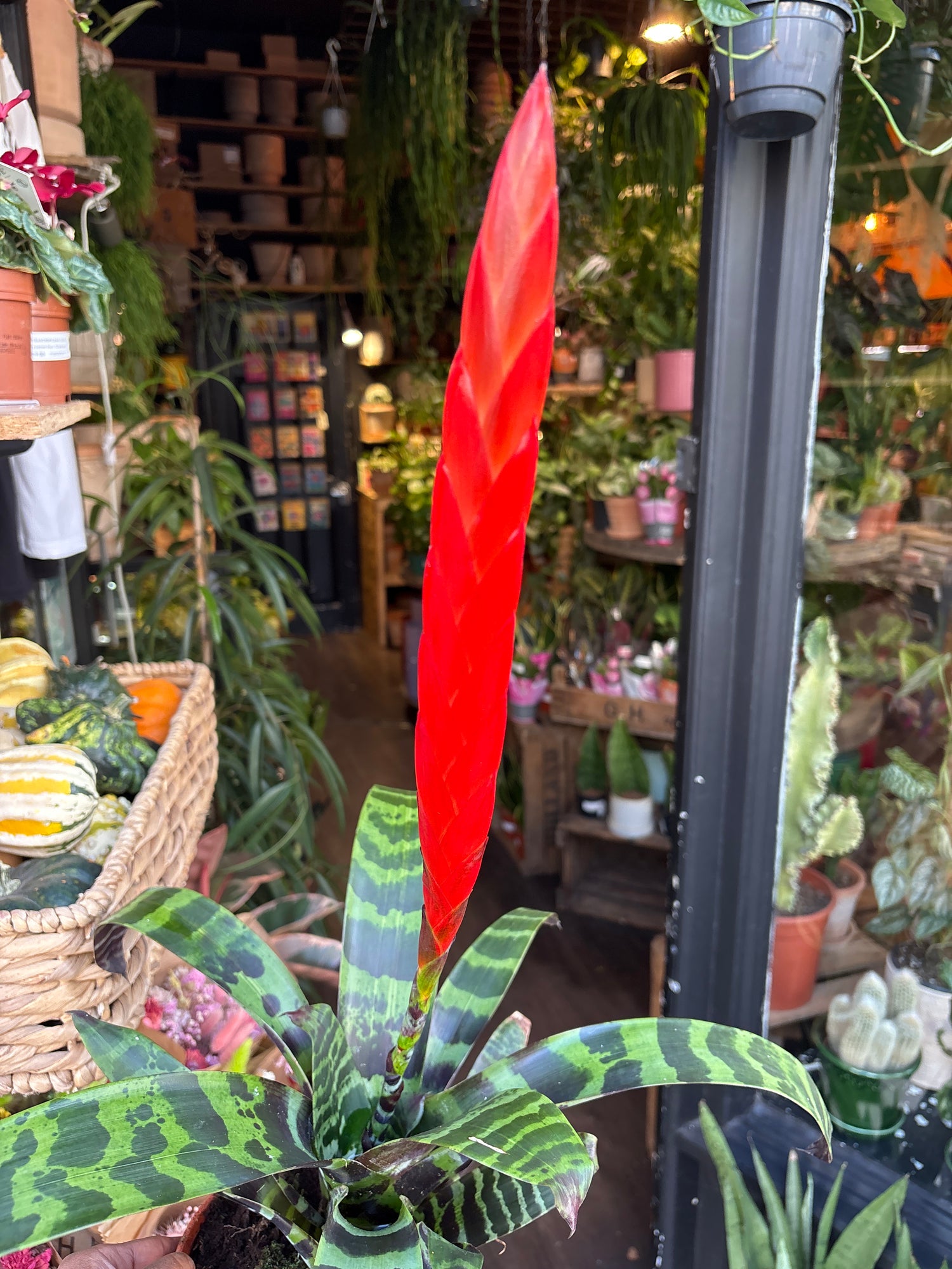 A Vriesea ‘Era’ plant in front of Urban Tropicana’s Plant Shop in Chiswick London