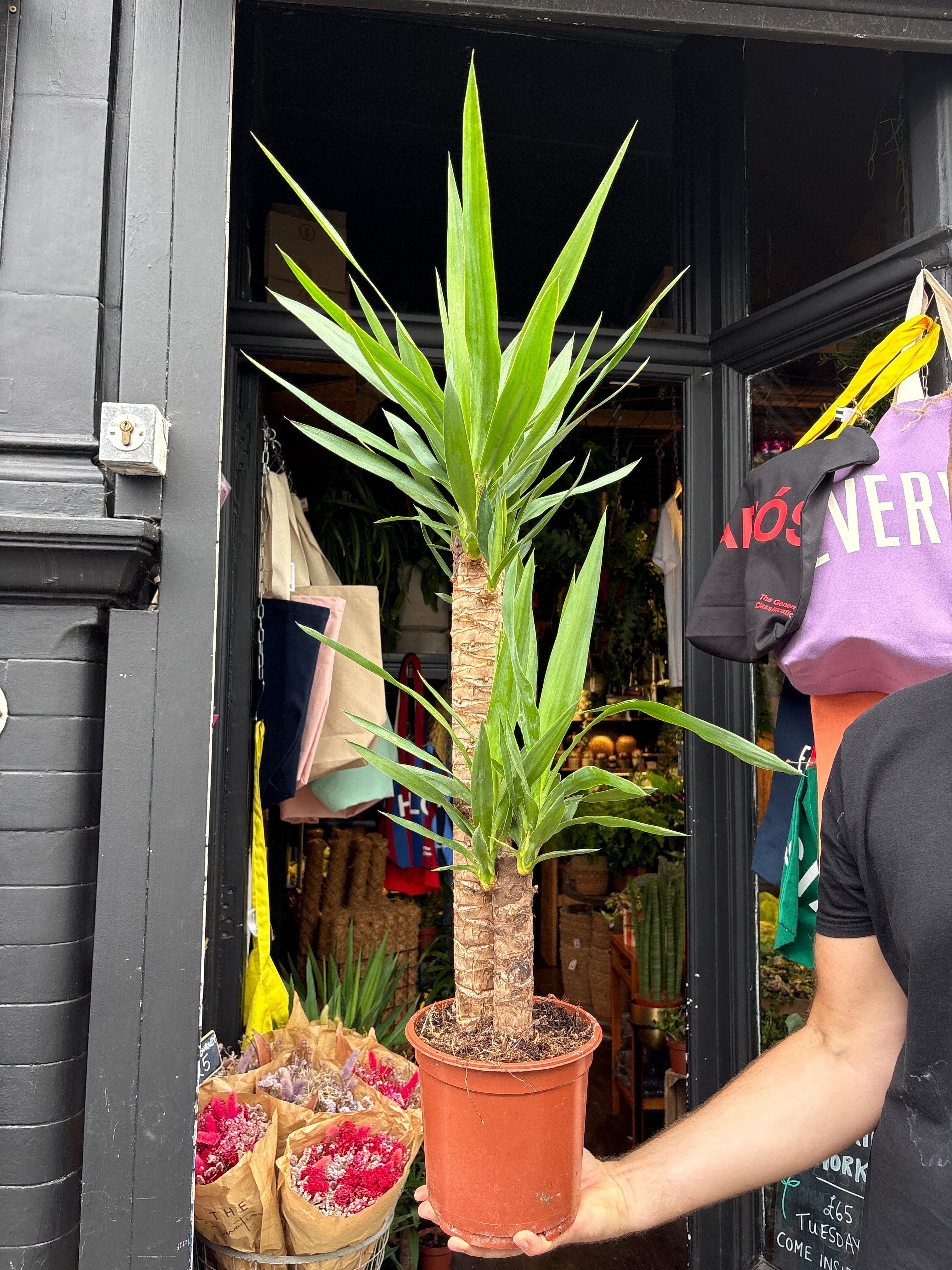 Yucca - House Plants - Plant Shop - Urban Tropicana