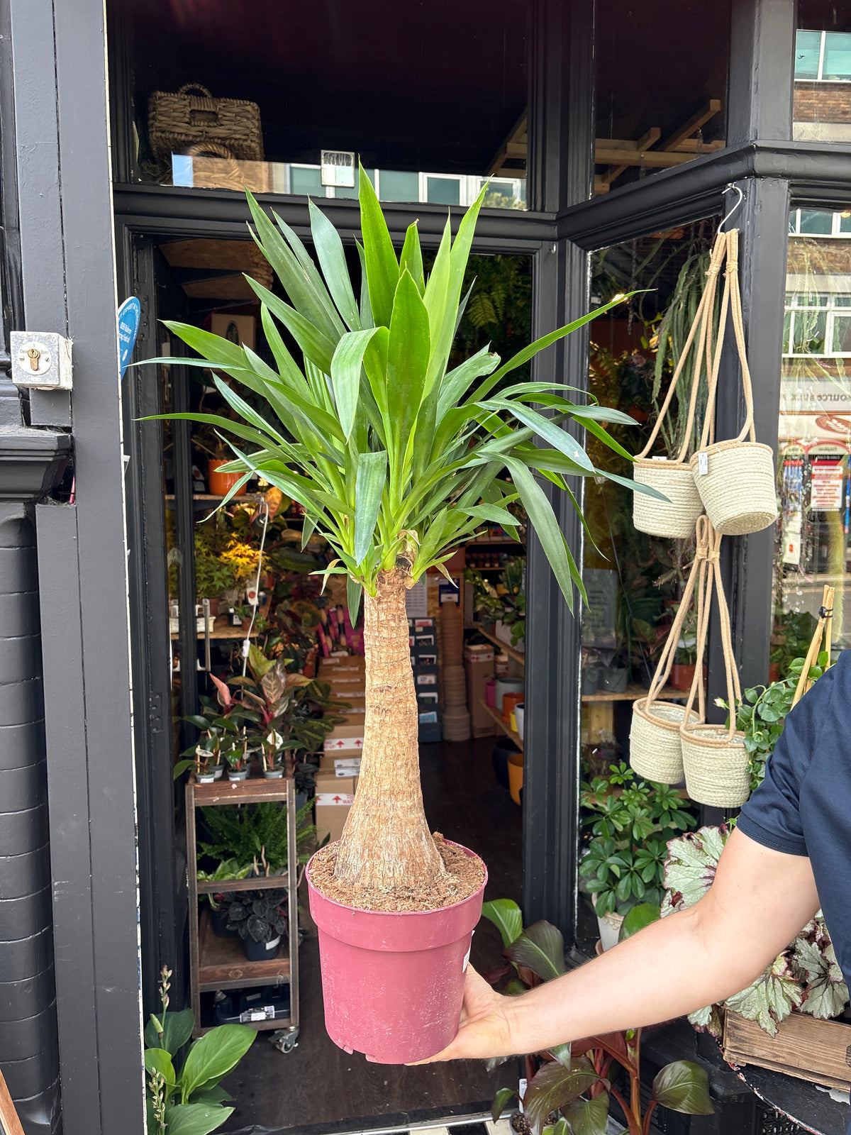 Yucca Elephantipes also known as a Maya Tree in front of Urban Tropicana’s plant shop in Chiswick, London