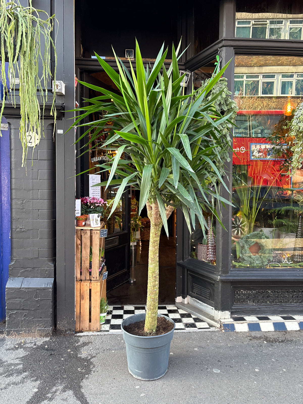 Potted plant on a street corner with a building in the background