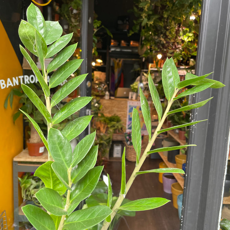 A Zamioculcas Zamiifolia plant also known as ZZ plant in front of Urban Tropicana&