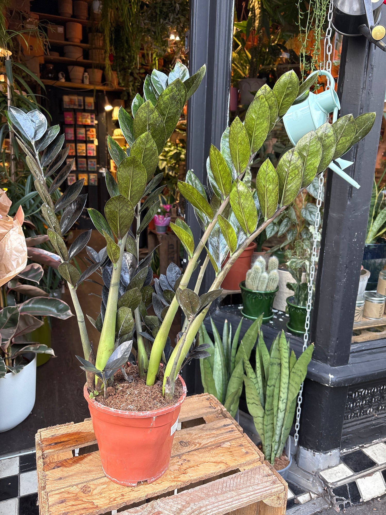 A Zamioculcas Zamiifolia Raven plant in front of Urban Tropicana’s Plant Shop in Chiswick London