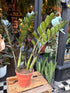 A Zamioculcas Zamiifolia Raven plant in front of Urban Tropicana’s Plant Shop in Chiswick London
