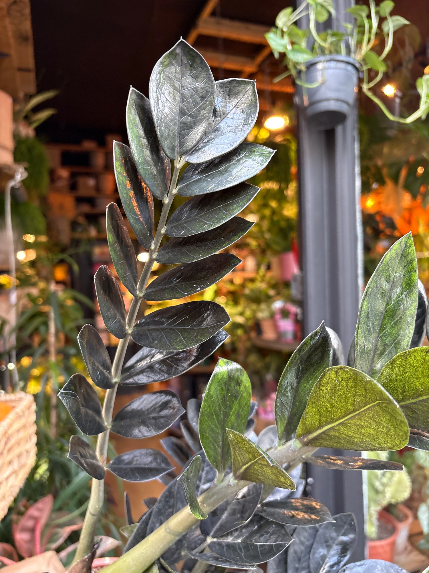 A Zamioculcas Zamiifolia Raven plant in front of Urban Tropicana’s Plant Shop in Chiswick London