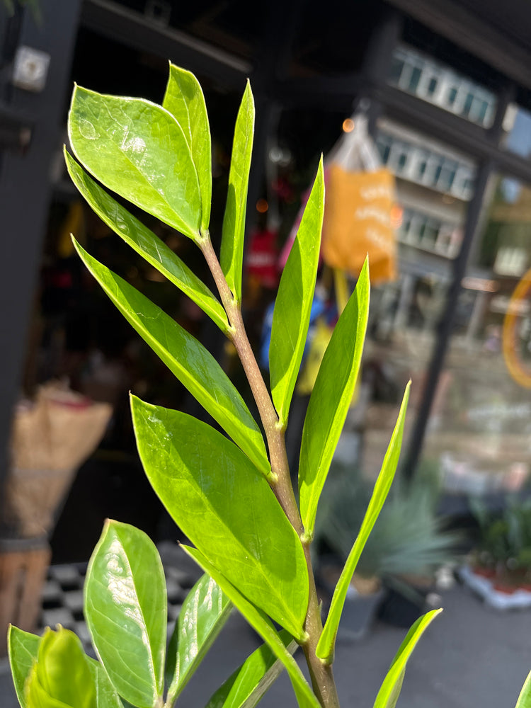A Zamioculcas Zamiifolia, or ‘ZZ’, plant in front of Urban Tropicana&