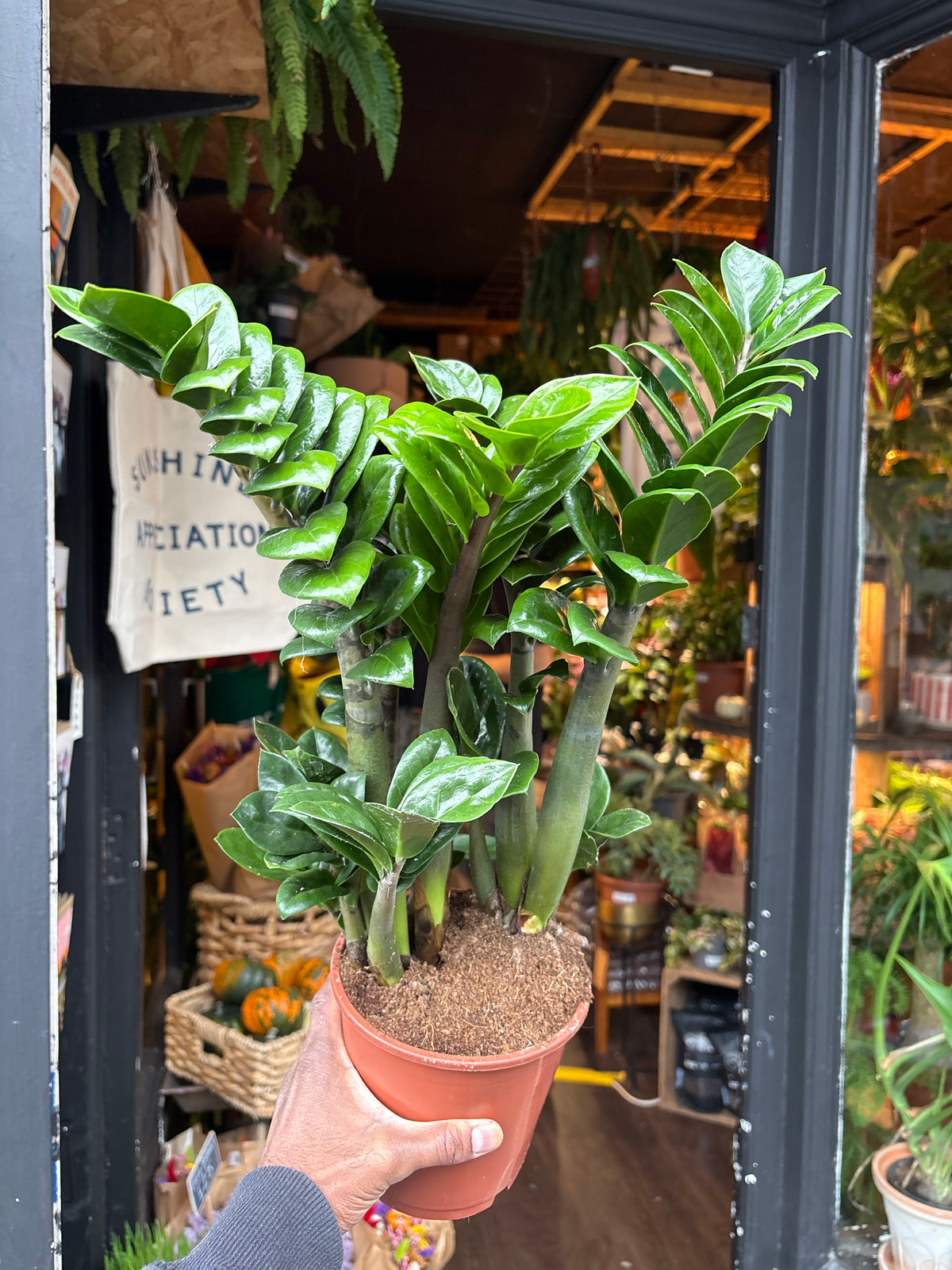 Zamioculcas Zamiifolia Zenzi in 14cm pot outside Urban Tropicana plant shop in Chiswick, London