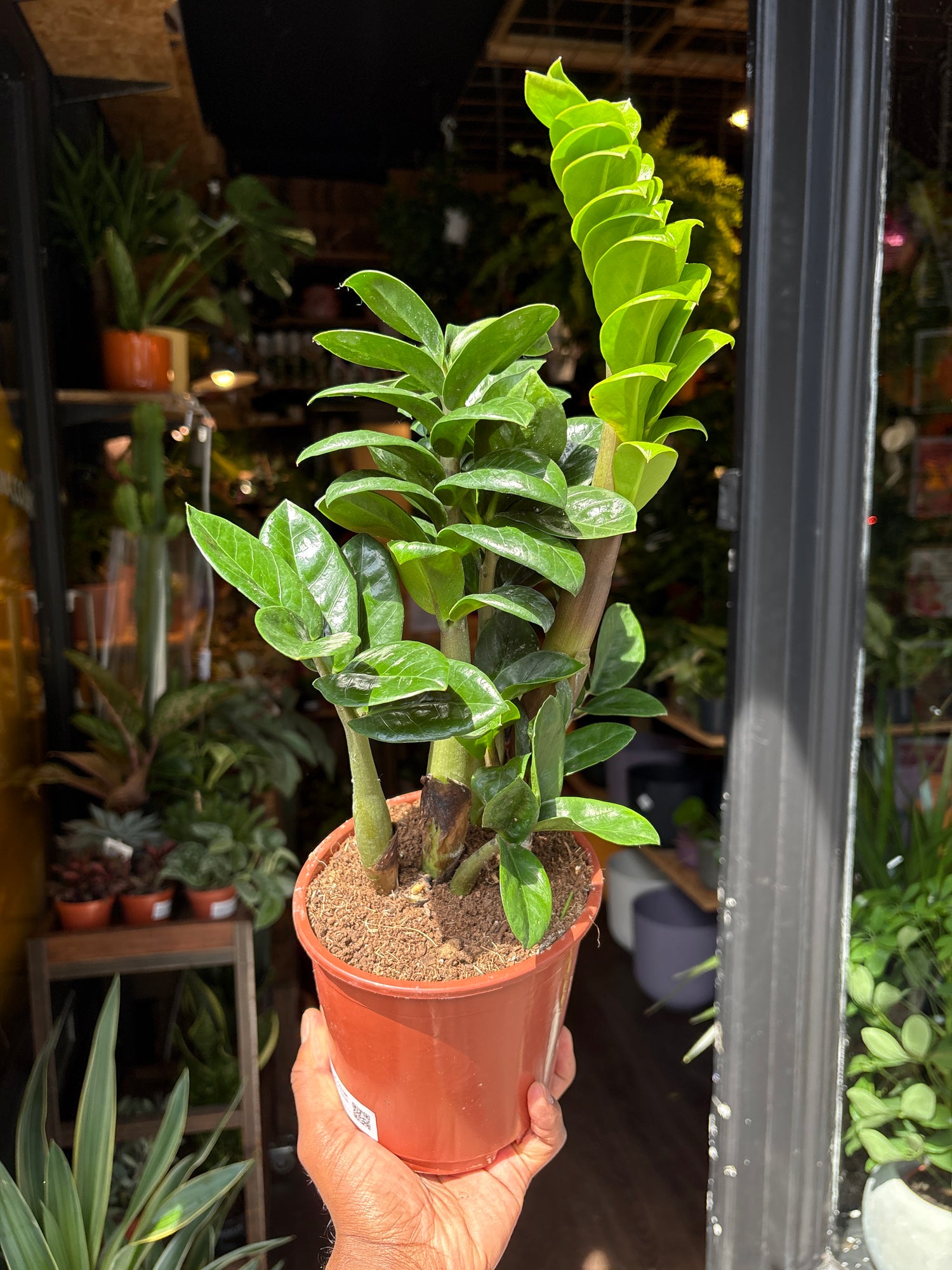A Zamioculcas Zamiifolia Zenzi plant in front of Urban Tropicana’s Plant Shop in Chiswick London