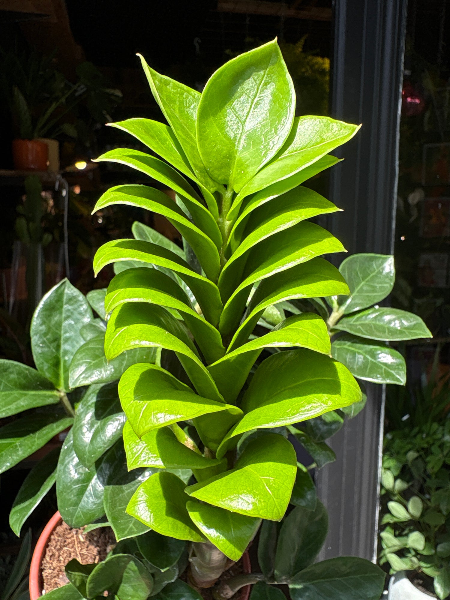 A Zamioculcas Zamiifolia Zenzi or ZZ plant in front of Urban Tropicana’s Plant Shop in Chiswick London