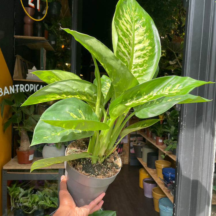 A Dieffenbachia Reeva plant also know as a Dumb Cane in front of Urban Tropicana&