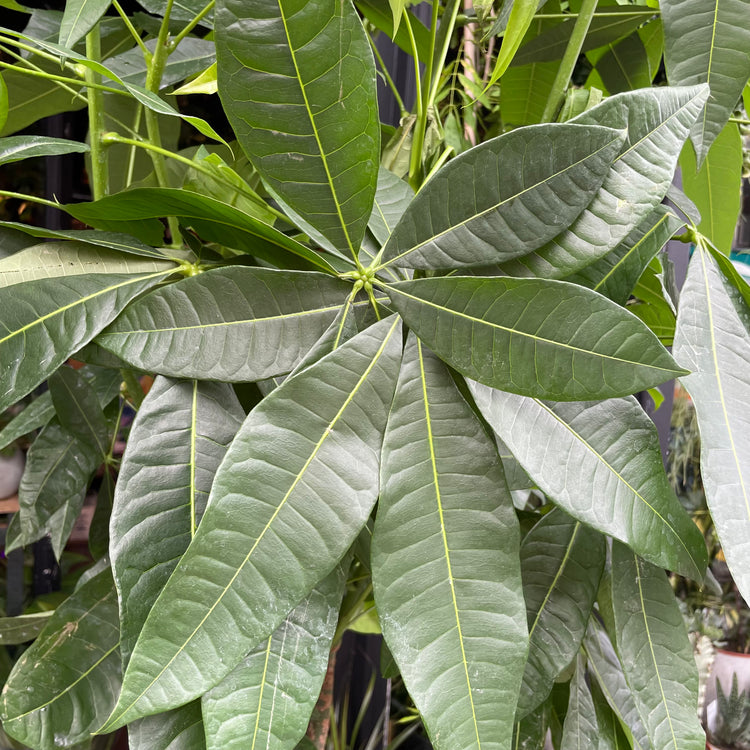A Pachira Aquatica plant also know as a Money Tree in front of Urban Tropicana&
