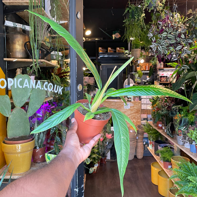 Philodendron Campii in front of Urban Tropicana’s store in Chiswick, London