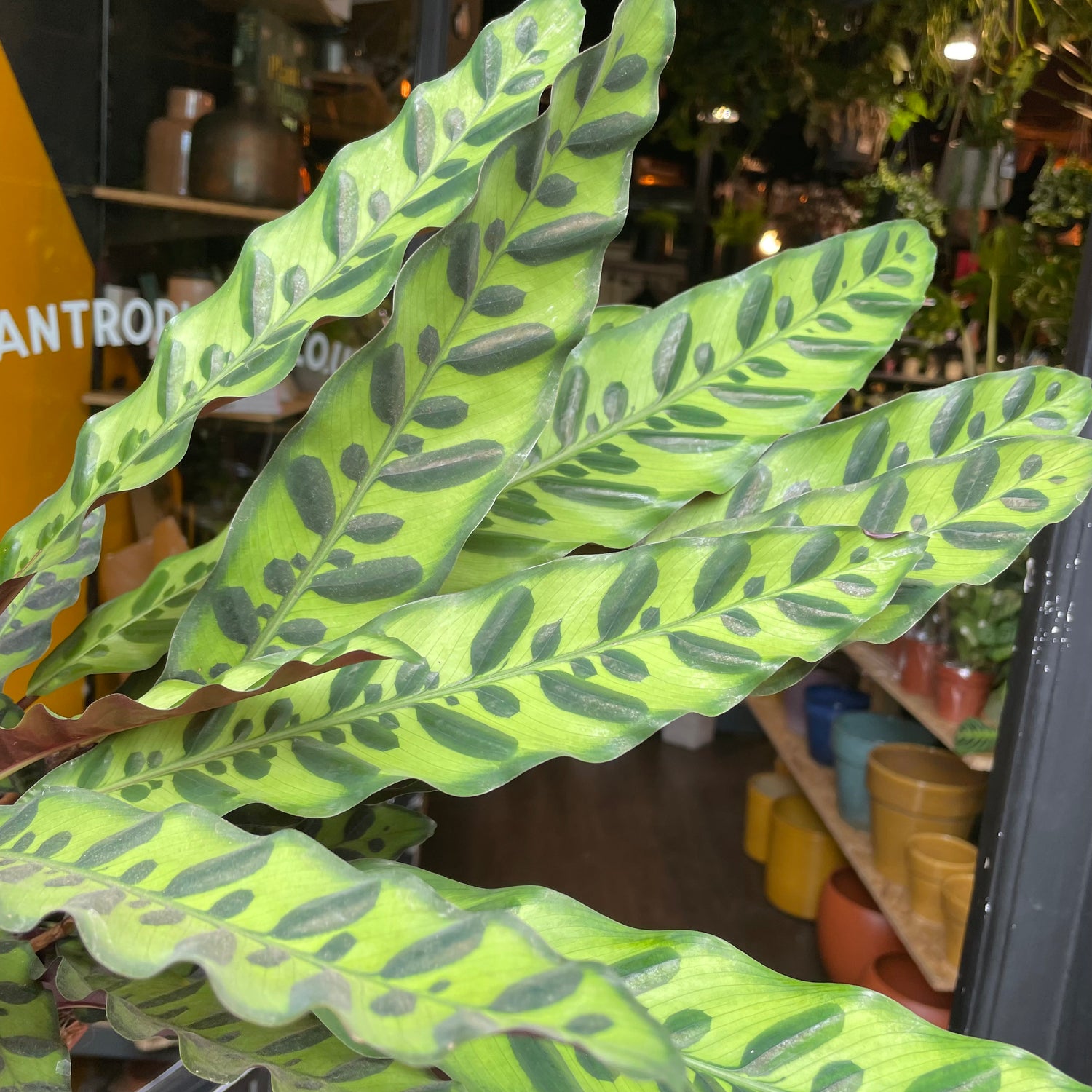 A Calathea Lancifolia plant also known as a Rattlesnake Plant in front of Urban Tropicana&