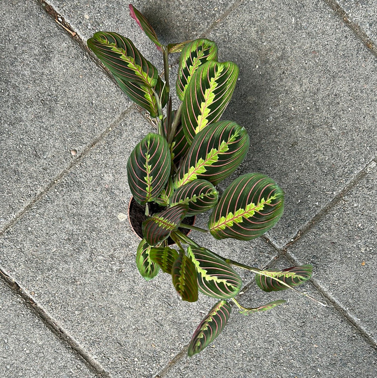 A Maranta Fascinator plant also know as a prayer plant in front of Urban Tropicana&