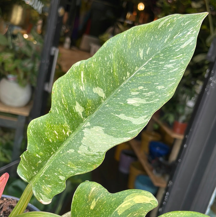 A Philodendron Ring of Fire plant in front of Urban Tropicana&