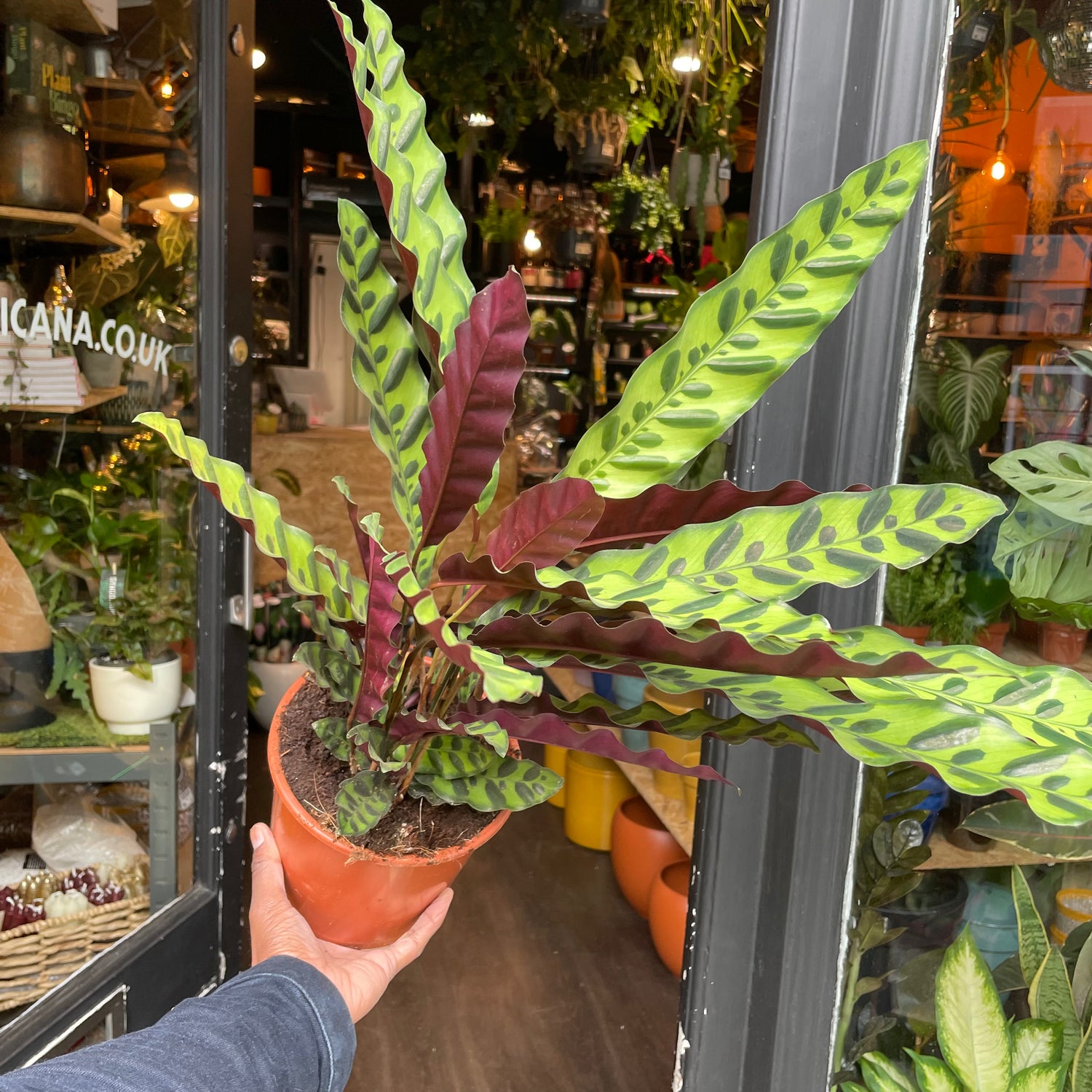 A Calathea Lancifolia plant also known as a Rattlesnake Plant in front of Urban Tropicana&