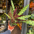 A Calathea Lancifolia plant also known as a Rattlesnake Plant in front of Urban Tropicana&