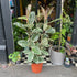 A Ficus Tineke also know as a Rubber Plant in front of Urban Tropicana&