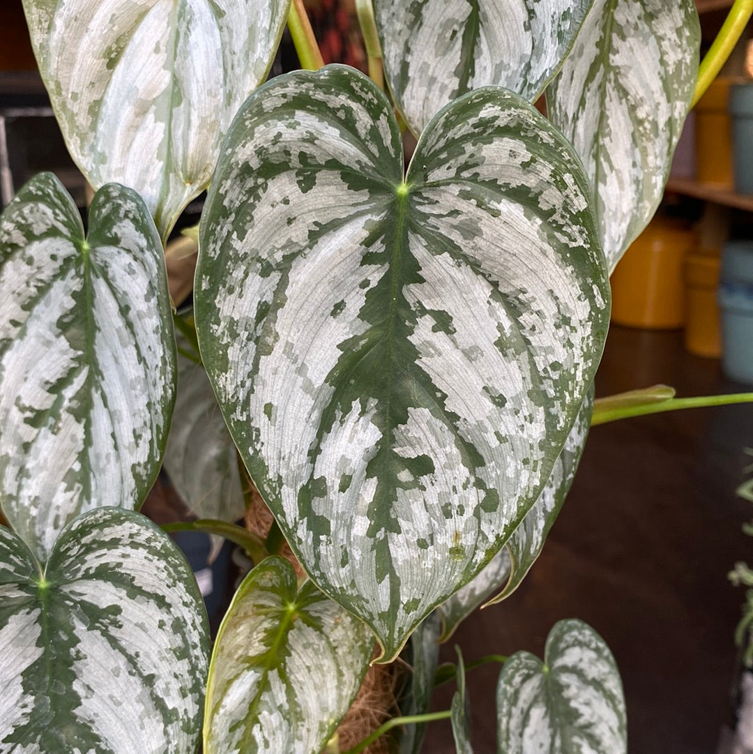 Philodendron Brandtianum Mosspole, also known as Silver Leaf Philodendron, in front of Urban Tropicana’s store in Chiswick, London