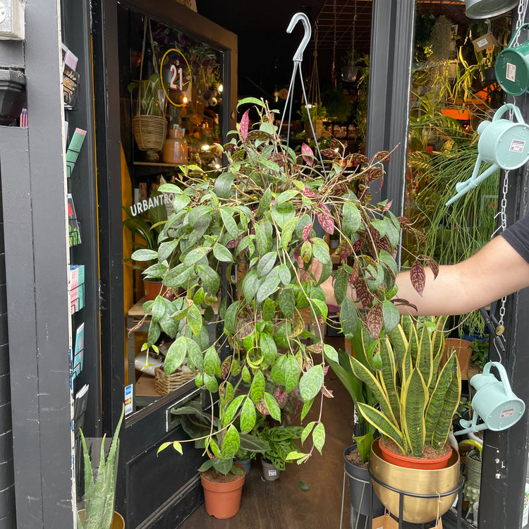 A Zebra Vine plant also know as a Aeschynanthus Marmoratus in front of Urban Tropicana&