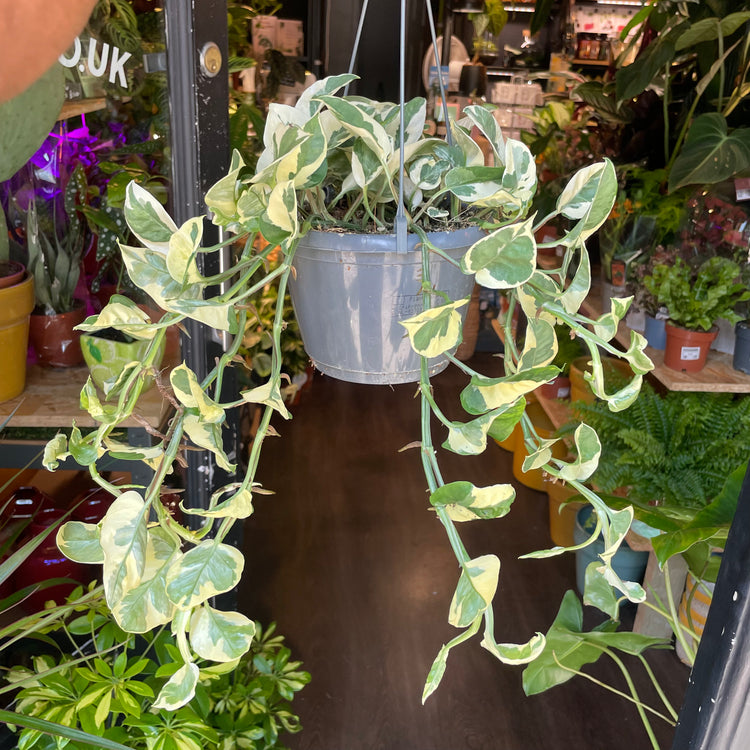 A Epipremnum Njoy plant also known as a pothos with green and white variegated leaves in front of Urban Tropicana&