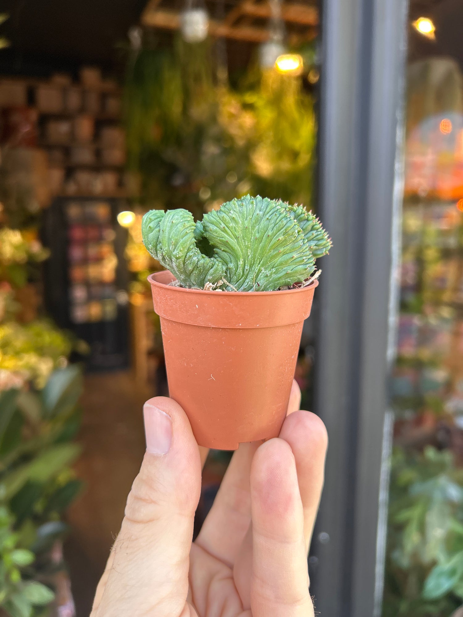 An Euphorbia Enopla Cristata plant in front of Urban Tropicana’s Plant Shop in Chiswick London